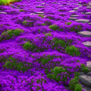 3000+ Mix Creeping Thyme Seeds 4 Vibrant Colors Heirloom Ground Cover Dense Mat-Forming Growth Pleasant Fragrance Plant for Gardens Pathways