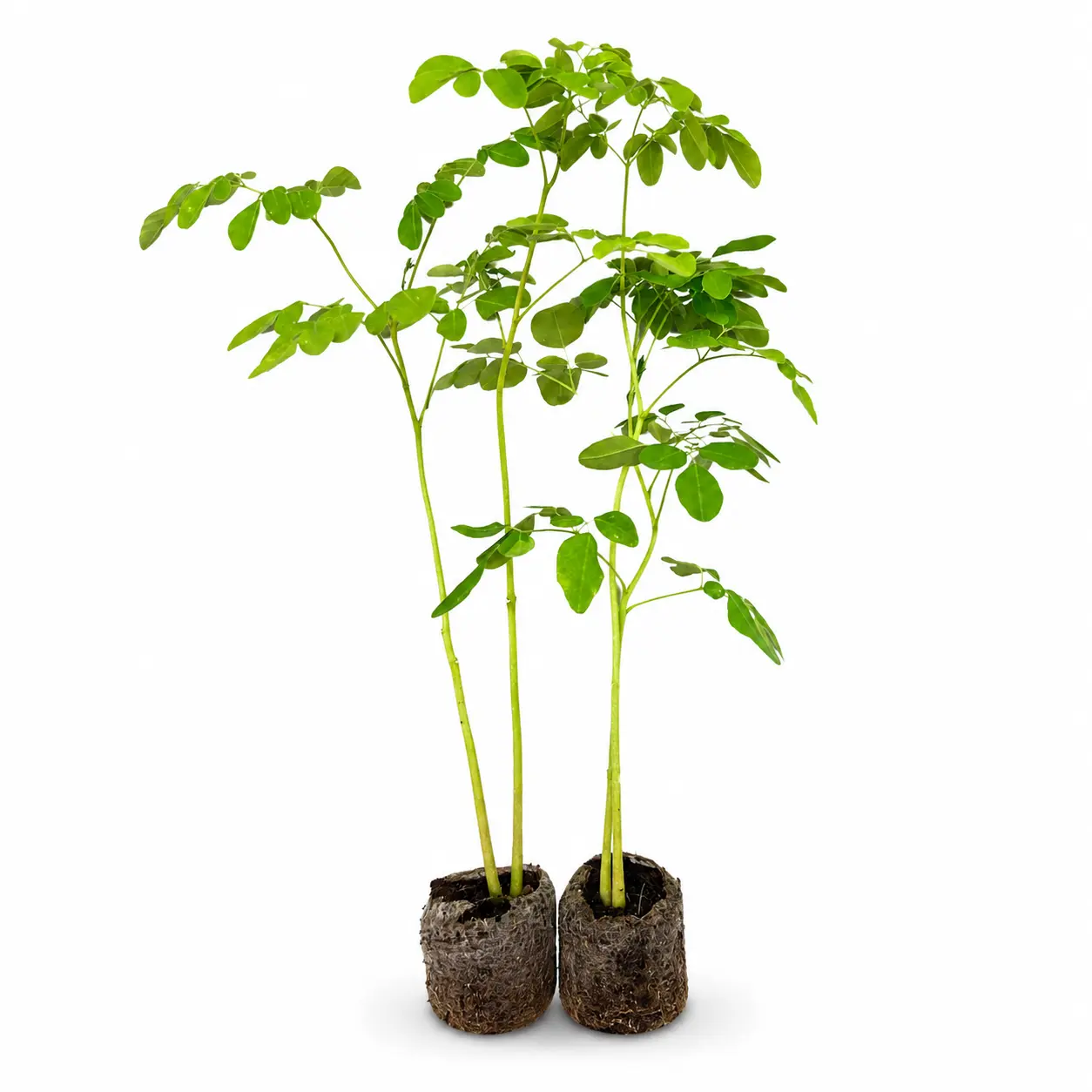 2 Organic Moringa Tree Live Plant 11 inch + | Moringa Oleifera Starter | Grow Your Own Superfood | Edible Medicinal Plant | Fast Growing Tree