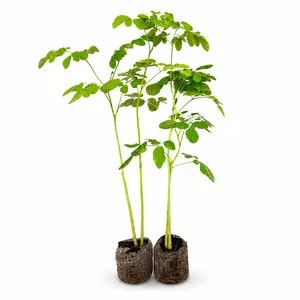 2 Organic Moringa Tree Live Plant 11 inch + | Moringa Oleifera Starter | Grow Your Own Superfood | Edible Medicinal Plant | Fast Growing Tree