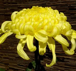 Chrysanthemum 120 Seeds Yellow Flower Authentic Chinese Spider Edible Tea - Pest-Free, Suitable for Indoor Cultivation, Ideal for Meditative Gardening