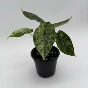 Rare Variegated Alocasia Baginda Dragon Scale Mint Plant  4" Pot - Stunning Foliage for Indoor Spaces - Easy Care & Exotic Touch
