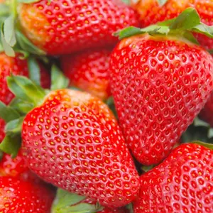 200 pcs Heirloom Strawberry Seeds - Perennial Non-GMO Outdoor Indoor Giant Fresh Berry Seeds
