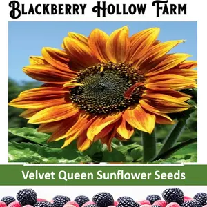 200+ Velvet Queen Sunflower Seeds