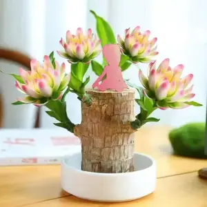 2026 new Brazilian lucky tree, brings you good luck and increases wealth, mysterious doll with base, easy to plant indoors Brazilian lucky wood decorative ornaments wooden