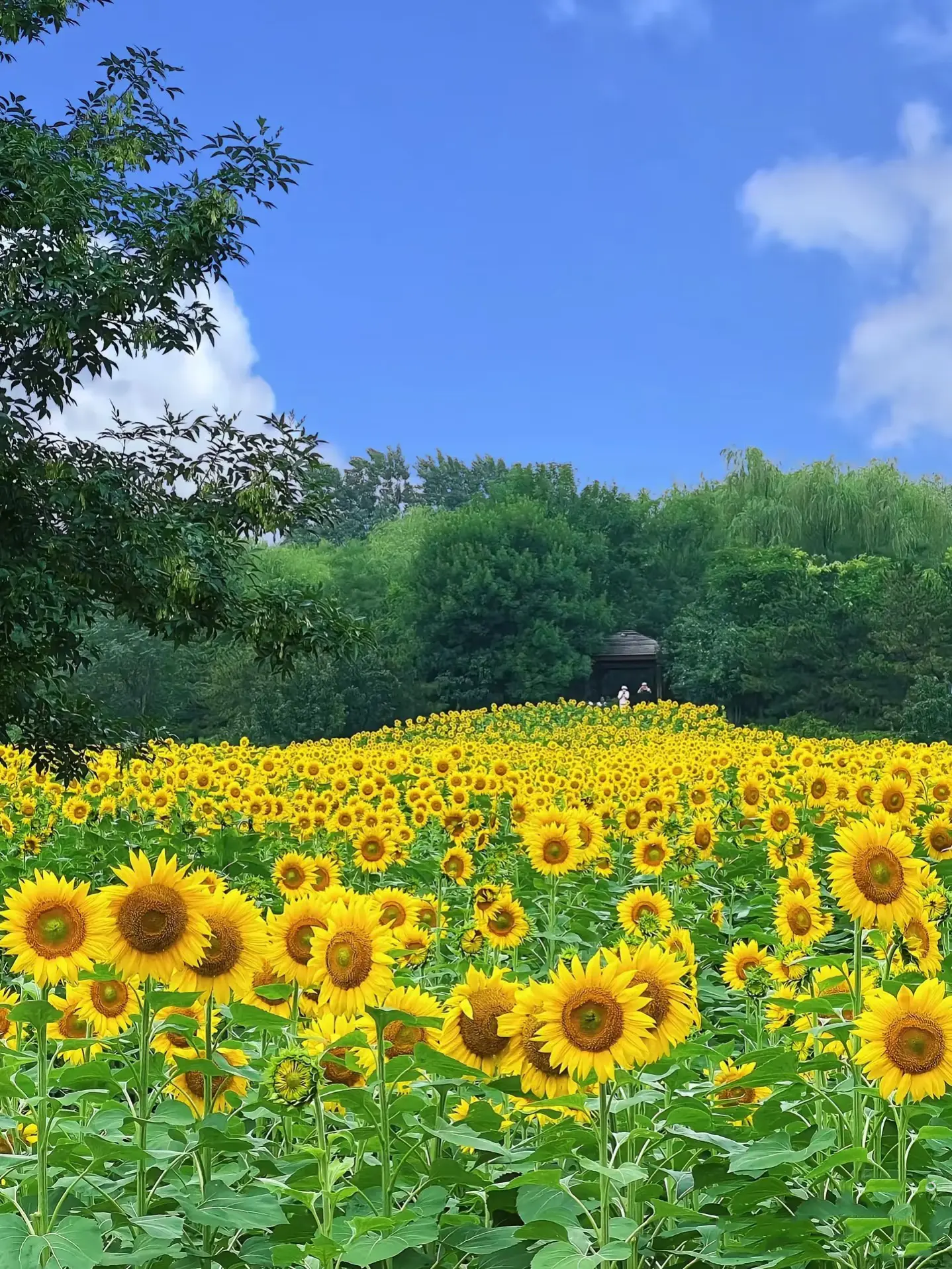 50 PCS Mix Color Sunflower Seed  – Vibrant Blooms for Your Garden