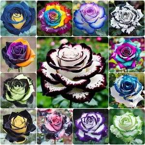 Mix Colorful Flower Rose Seeds All Seasons Easy Growing Garden Planting Outdoor Flower Rose Seeds Fragrant Climbing Rosa Bush Vine Flower Easy Grow Low-Maintenance for Planting