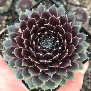 Ginnie’s Delight Hen & Chicks Sempervivum – 4” Pot