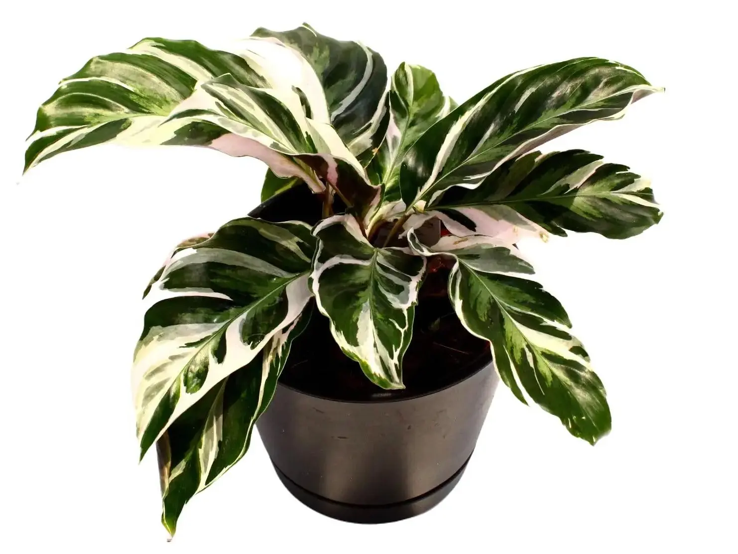 Calathea White Fusion Potted Live Plant 4in - Rare Exotic Houseplant - Variegated Prayer Plant - White, Green, & Lilac Foliage - Tropical Gift - Unique Indoor Plant - Marbled Leaves - Collectors Item - Statement Greenery - Non-Toxic