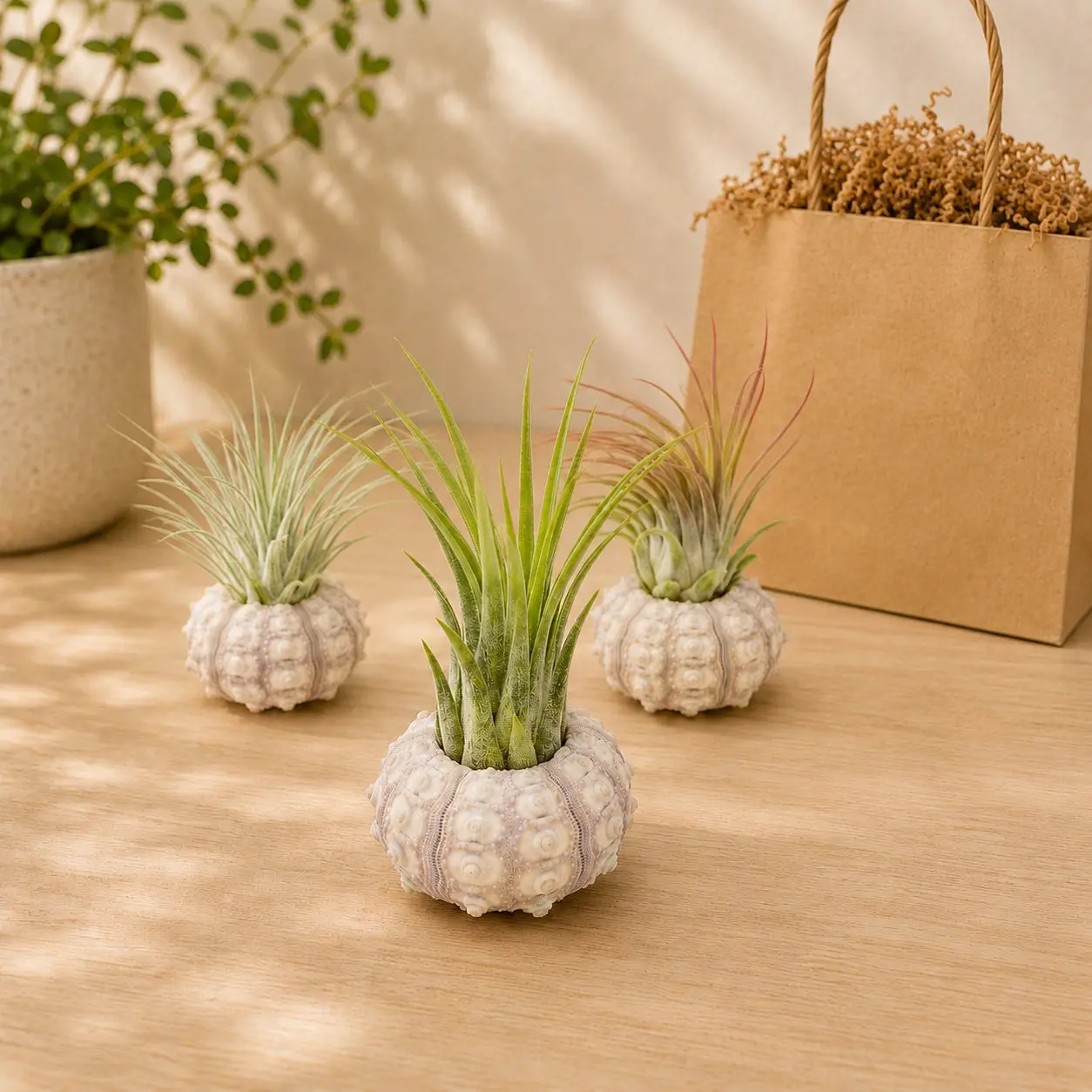 Gift Wrapped Set of 3 Sputnik Urchins with Tillandsia Air Plants