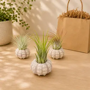 Gift Wrapped Set of 3 Sputnik Urchins with Tillandsia Air Plants