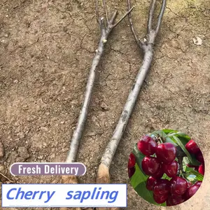 Healthy cherry tree seedlings, deciduous fruit trees, easy to grow, suitable for balcony, yard, backyard and container planting