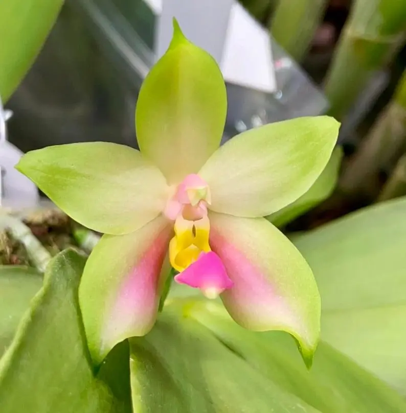 Phalaenopsis Bellina (pink) 'Patrick' – Miniature Orchid with Elegant Pink Blooms, Easy to Grow & Care, Long-Lasting Flowers
