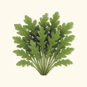 Vego Garden Organic Standard Arugula Seeds