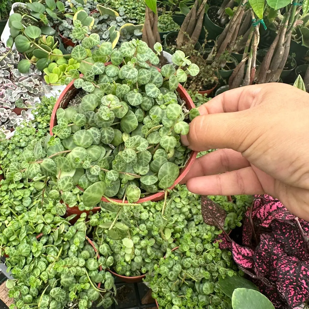 4” string of turtles plant Peperomia Postrata