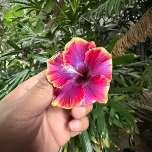 EV Flower Phone Grip