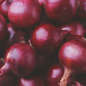 Heirloom Red Grano Onion Seeds - Organic and Regenerative Gardening Seeds