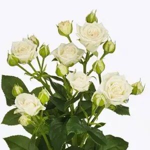 Spray white roses 15 stem Decor Decorative Floral Flower Plants