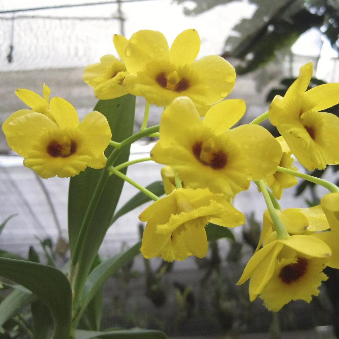 Dendrobium chrysotoxum var. suavissimum