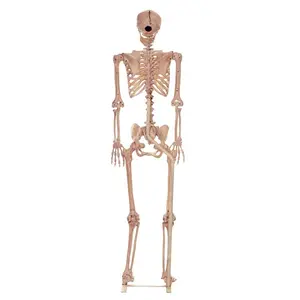 Metal Stand for Lifesize Skeletons Halloween Decoration