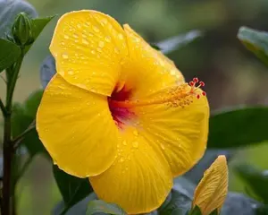 EXOTIC TEQUILA HIBISCUS STARTER LIVE PLANT 7 INCHES TALL