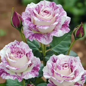 50 Purple White Striped Rose Seeds - Unique Marbled Blooms for Home Garden All Seasons Upright Bushy Growth Perfect for Borders & Beds Long Lasting Flowers Ideal for Collectors & Garden Accents