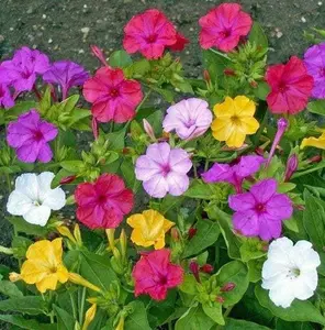 100pcs Mixed Color Mirabilis jalapa Seeds – Non-GMO Annuals, Vibrant & Fragrant – Easy to Grow, Drought-Tolerant, Perfect for Gardens, Balconies & Pots – Adds Tropical Color & Charm
