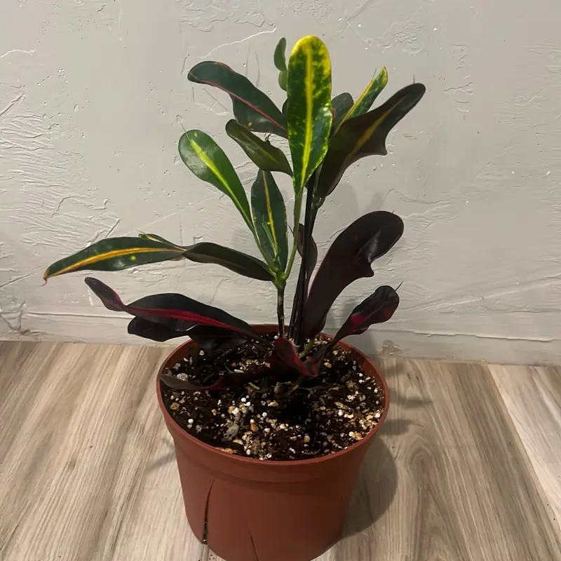 Croton Mammy House Plant - Indoor Tropical Foliage Plant for Home Decor