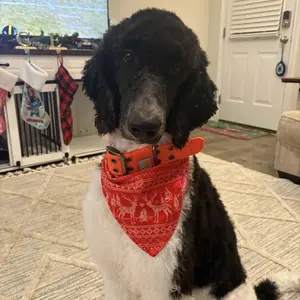 Dog Comb for Dematting Detangling Brush for Dogs & Cats - Gently Removes Mats from Undercoat Fluffs Fur for Poodles Golden Retrievers and Long-Haired Pets Stainless Steel Pet Grooming Comb Removes Dead Detangler Brush for Dogs Comb Tool for Grooming