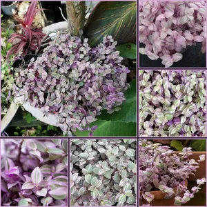 Fantastic Callisia Repens "Pink Panther" Miniature Wandering Dude Succulent Starter Plant
