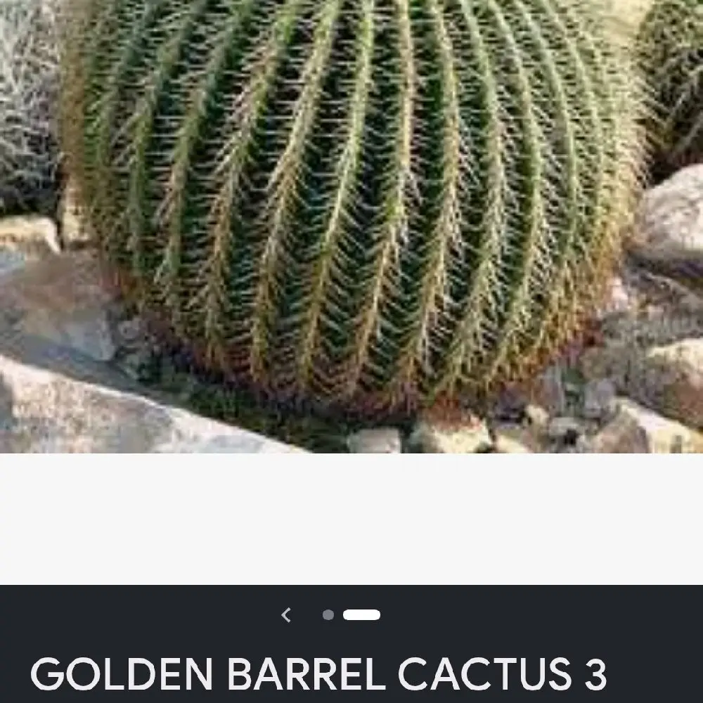 5 Gal True Golden Barrel Cactus