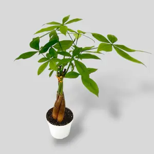 Money Tree Braided Stem 4” - Pet Safe Braided Easy Care House Plant