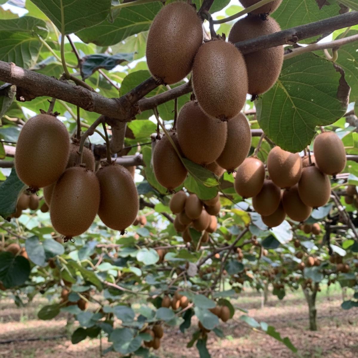 Kiwi Seeds for Planting Home Garden Non-GMO Organic Easy to Grow Fruit Seeds Pack for Indoor Outdoor Gardening Supplies