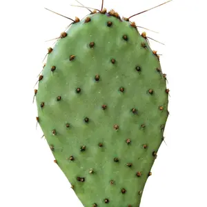 Opuntia ‘Zion’ (Bare Root)