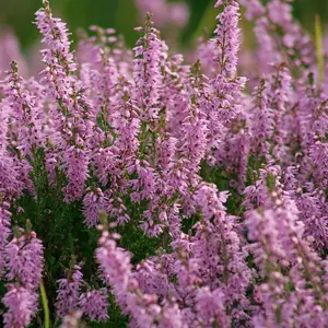 Heather Seeds (Calluna vulgaris) – Hardy perennial with tiny flowers, great for pollinators. Thrives in acidic soil. Drought and cold-tolerant.