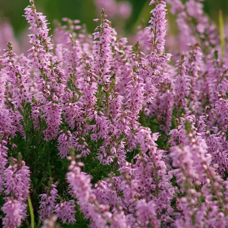 Heather Seeds (Calluna vulgaris) – Hardy perennial with tiny flowers, great for pollinators. Thrives in acidic soil. Drought and cold-tolerant.