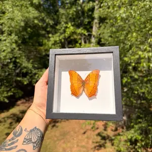 Decorative Butterfly Frame, Wall-Mounted or Tabletop Display for Home Office Decoration
