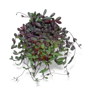 String of Rubies, 4inch Pot, Overflowing, Low Maintenance Succulent