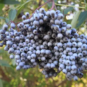 Blue Elderberry Seeds (Sambucus caerulea) – 50+ Seeds for Herb Gardens, Medicinal Use, and Pollinator Attractants