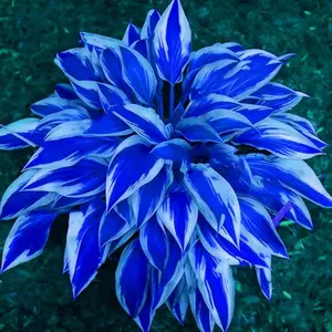 800PCS Hosta Seeds Perennial Garden Favorite – Strong & Reliable Growth