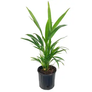 Red Lipstick Seaing Wax Palm - Live Plant in a 3 Gallon Growers Pot - Cyrtostachys Renda - Extremely Rare Ornamental Palms of Florida