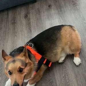 Dog Friendly Co. Harness - Easy to Fit No-Pull Design - Safe Secure and Comfortable - Ideal for All Dogs - Chafe-Resistant Lightweight Straps - Adjustable Straps for Perfect Fit