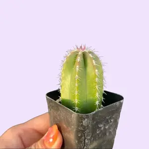 2” Mexican Fence Post Cactus