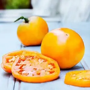 Golden Jubilee Tomato Plants | Two Live Garden Plants | Non-GMO. Low Acid, Yellow Fruit