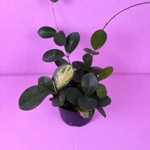 Hoya Australis Lisa Reverted Live Plant 6” Pot | Pet Friendly | Variegated Wax Plant
