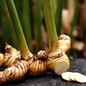 Plant Galanga (Thai Ginger / Siamese Ginger) - Alpinia galangal - Live Plant for Thai Cuisine Enthusiasts