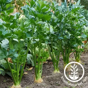 Celery Seeds - Tendercrisp