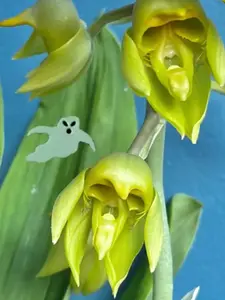 Catasetum uncatum (single bulb division)