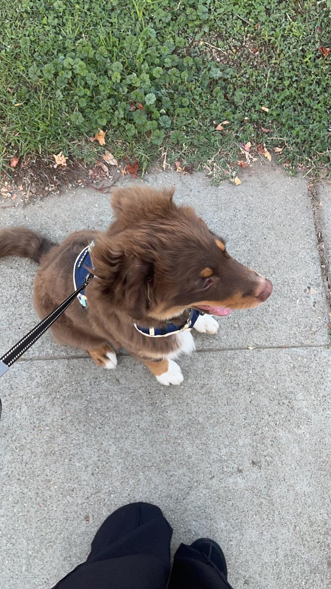 Item: White Tea & Basil, 8 Fl Oz (Pack of 1), Modern