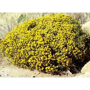 AGUIRRE TURPENTINE BUSH 1gal