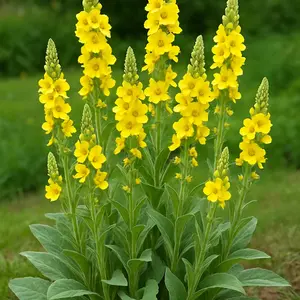 100 Mullein Seeds – Ornamental Flowering Plant (Verbascum thapsus)Tall Spikes of Golden Blooms – Drought Tolerant, Pollinator Friendly